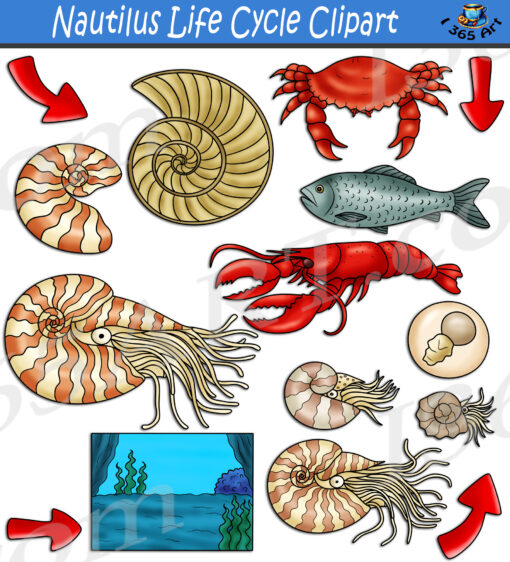 Nautilus Life Cycle Clipart