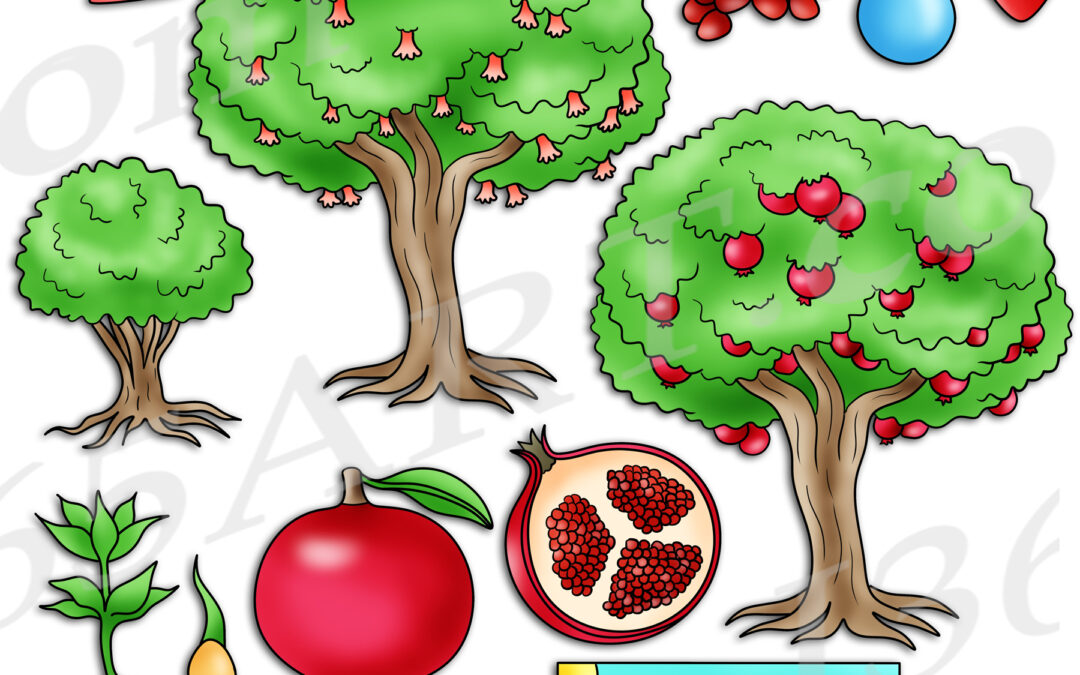 Pomegranate Fruit Life Cycle Clipart Set Download