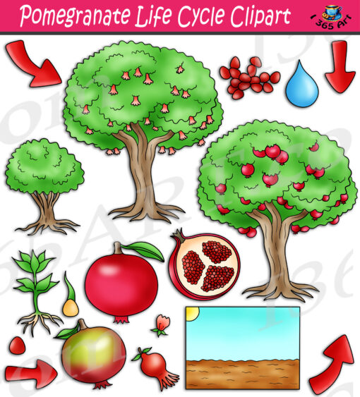 Pomegranate Fruit Life Cycle Clipart