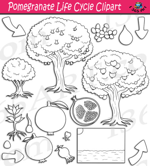 Pomegranate Fruit Life Cycle Clipart