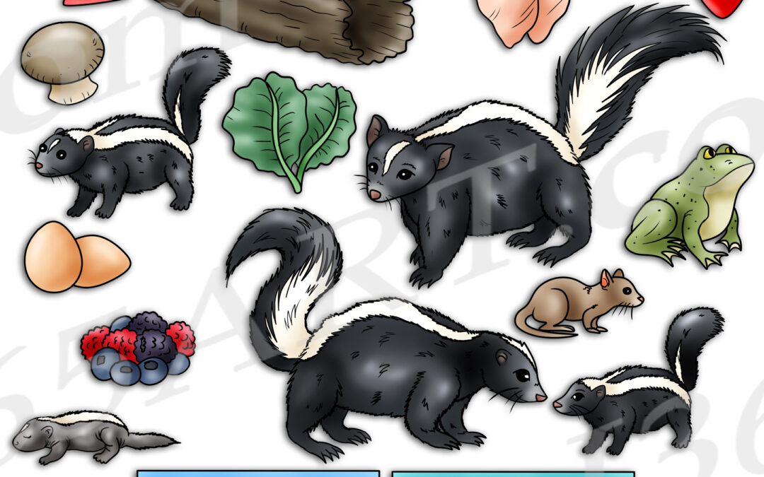 Skunk Life Cycle Clipart Set Download