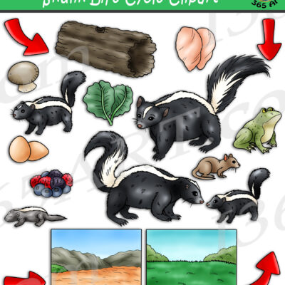 Skunk Life Cycle Clipart
