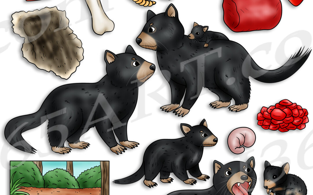 Tasmanian Devil Life Cycle Clipart Set Download