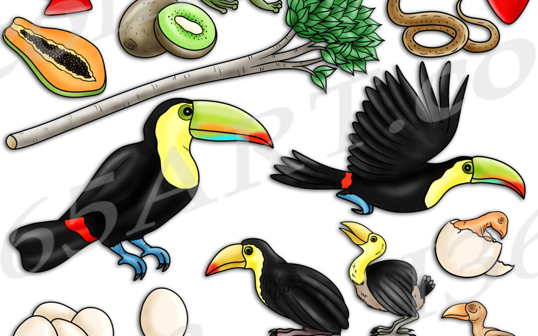 Toucan Life Cycle Clipart Set Download