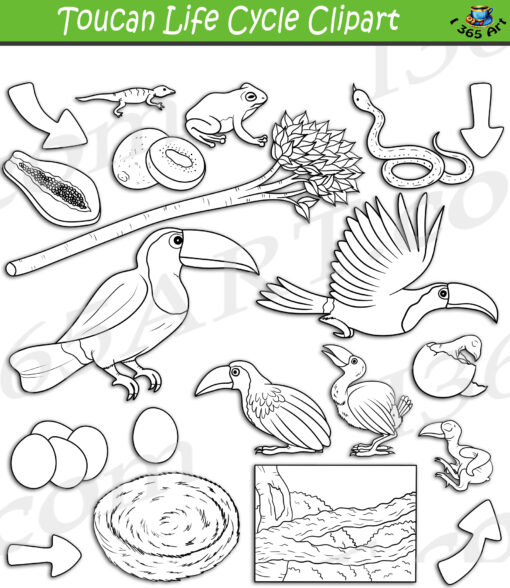 Toucan Life Cycle Clipart