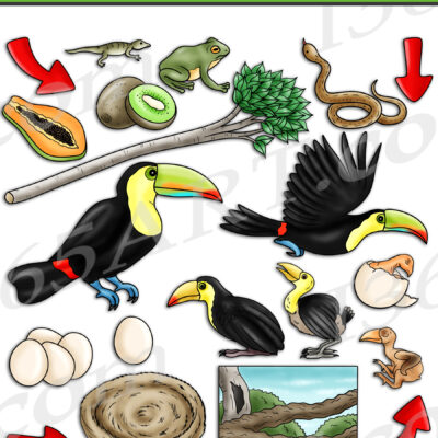 Toucan Life Cycle Clipart