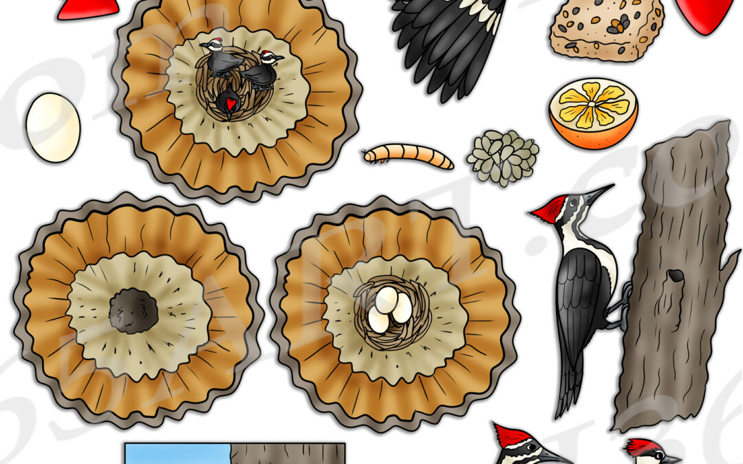 Woodpecker Life Cycle Clipart Set Download