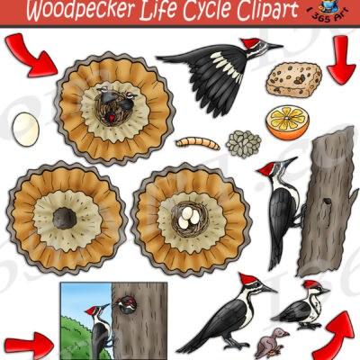 Woodpecker Life Cycle Clipart