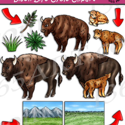 Bison Life Cycle Clipart