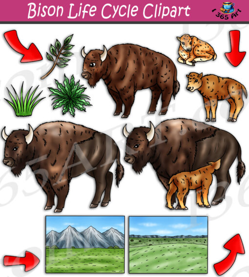 Bison Life Cycle Clipart