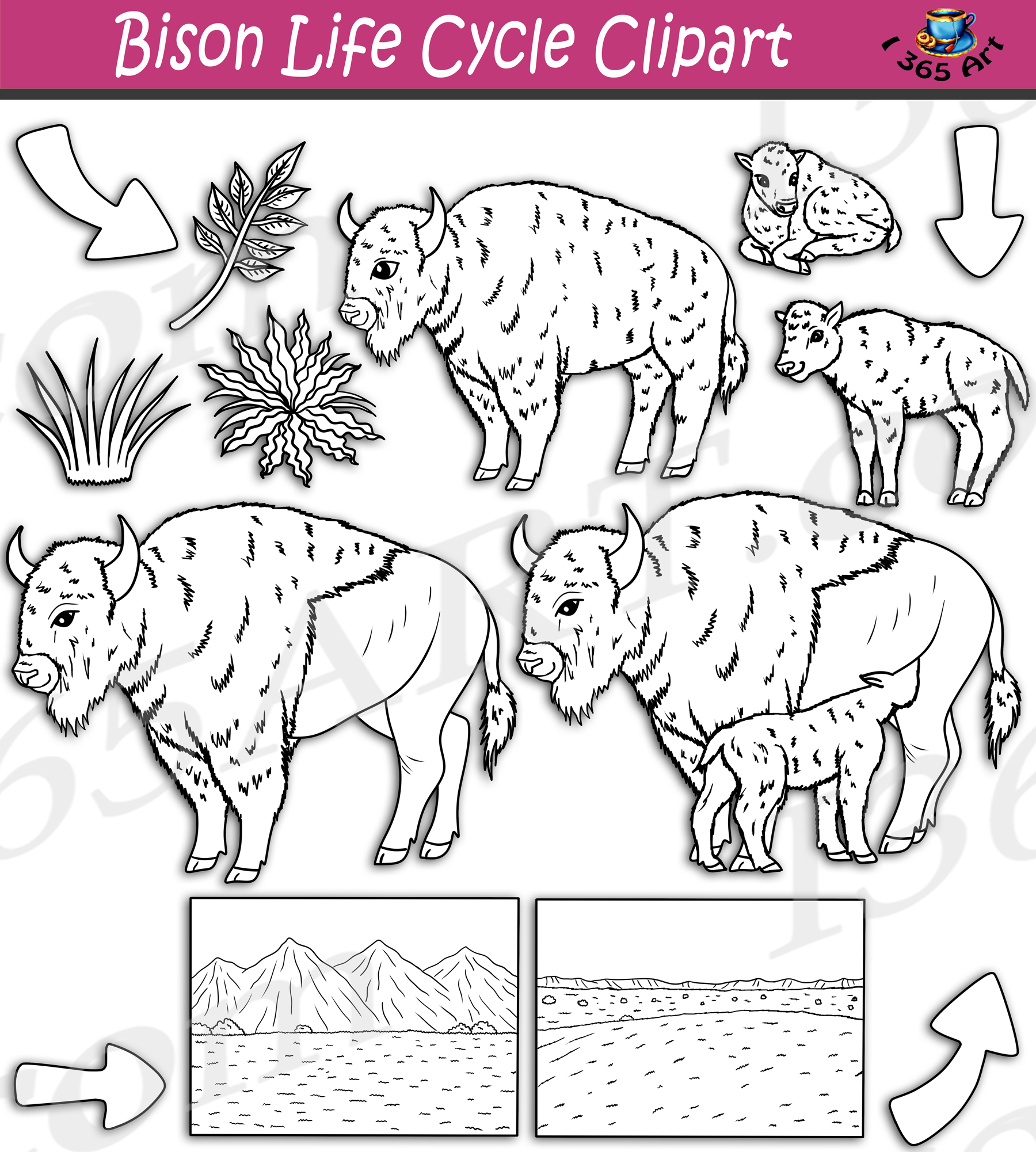 Bison Life Cycle Clipart Set Download - Clipart 4 School