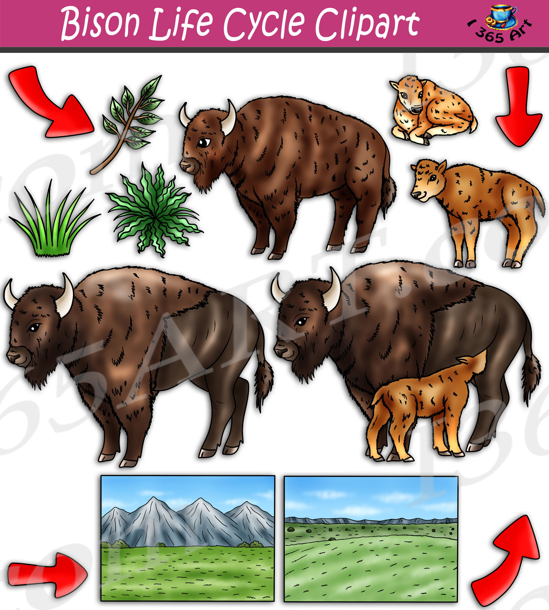 Bison Life Cycle Clipart Set Download - Clipart 4 School