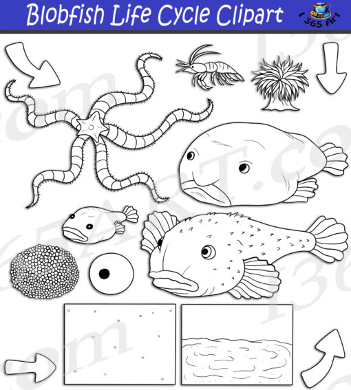 Blobfish Life Cycle Clipart