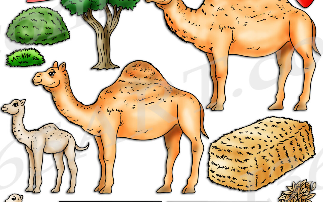 Camel Life Cycle Clipart Set Download