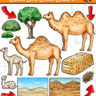 Camel Life Cycle Clipart