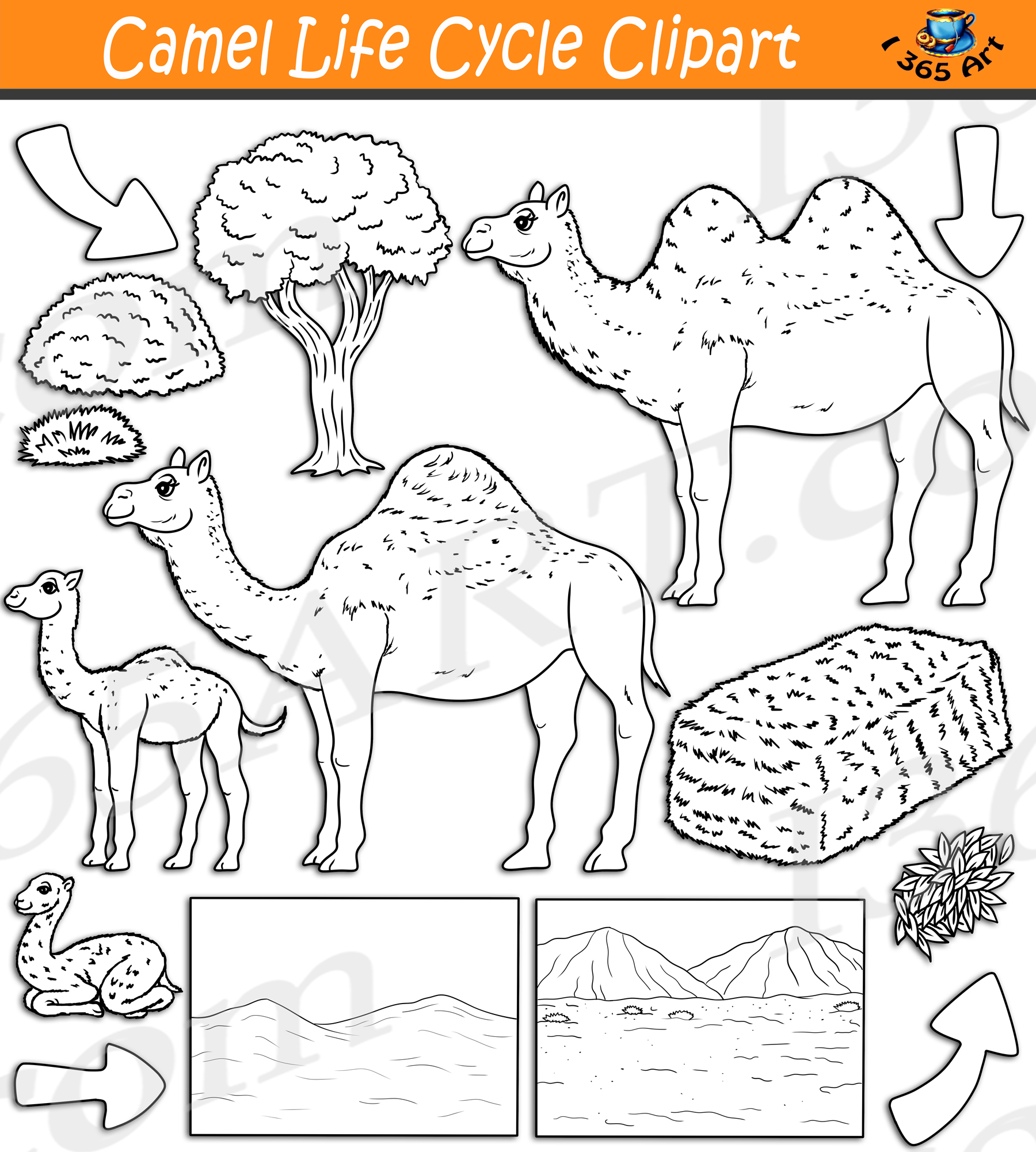 Camel Life Cycle Clipart Set Download - Clipart 4 School