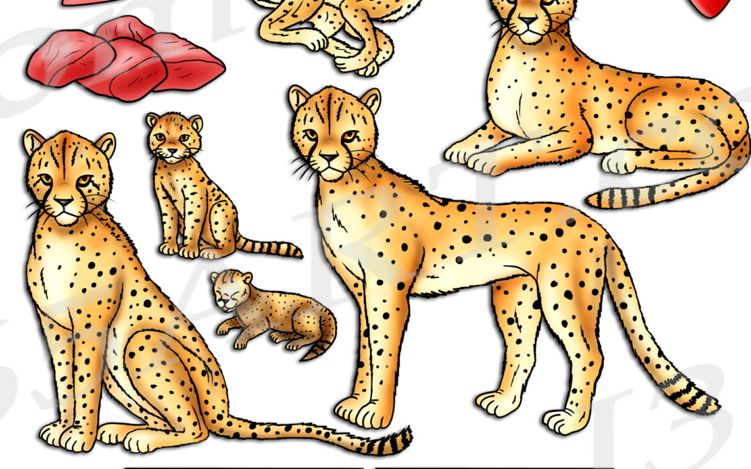 Cheetah Life Cycle Clipart Set Download