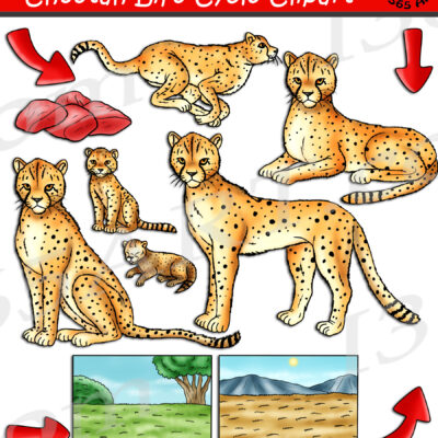 Cheetah Life Cycle Clipart