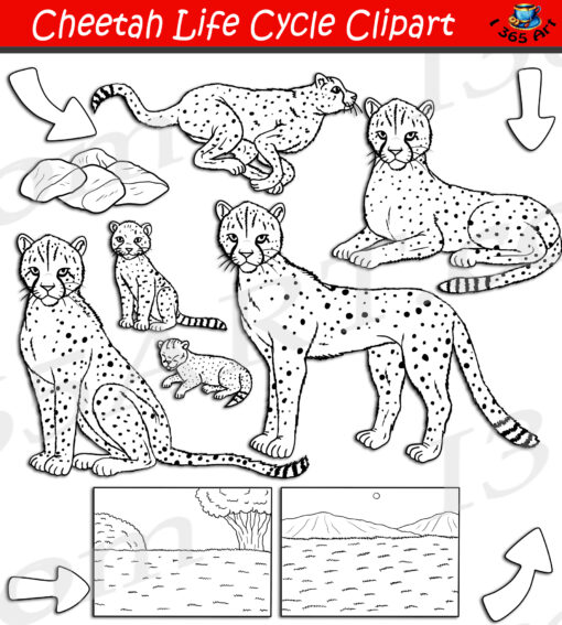Cheetah Life Cycle Clipart