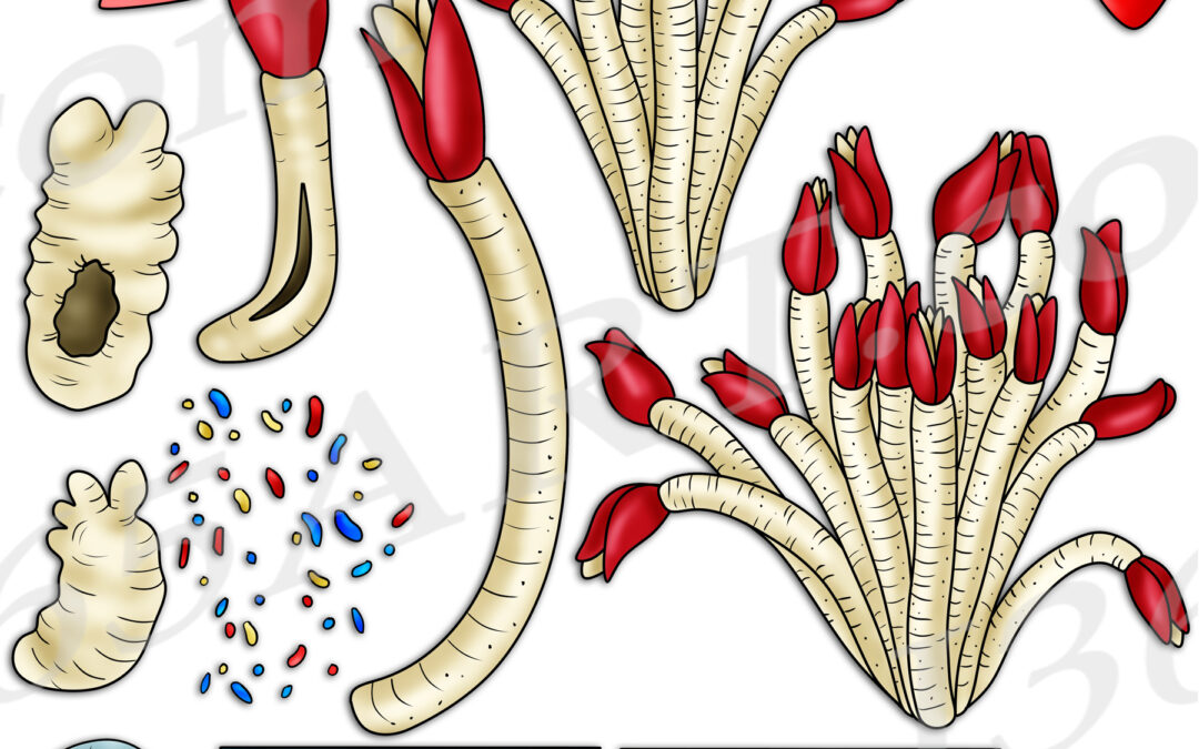 Giant Tube Worm Life Cycle Clipart Set