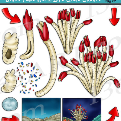 Giant Tube Worm Life Cycle Clipart