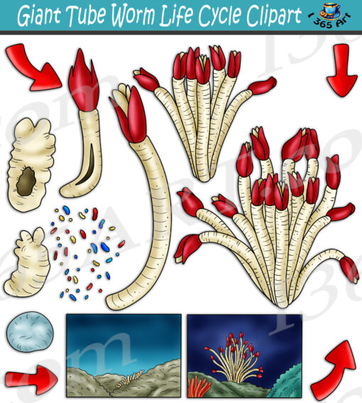 Giant Tube Worm Life Cycle Clipart