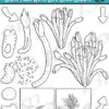 Giant Tube Worm Life Cycle Clipart