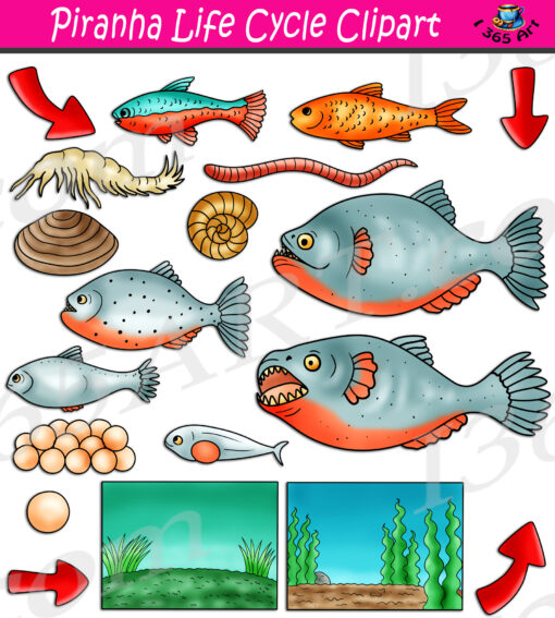 Piranha Life Cycle Clipart