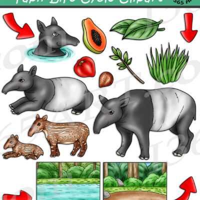 Tapir Life Cycle Clipart