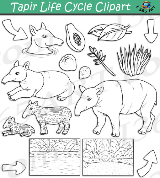 Tapir Life Cycle Clipart