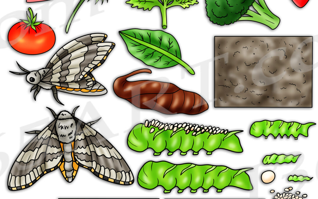 Tomato Hornworm Life Cycle Clipart Set Download