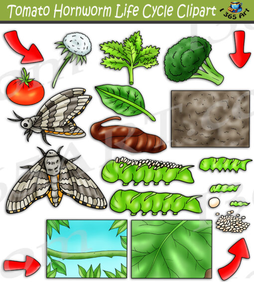 Tomato Hornworm Life Cycle Clipart