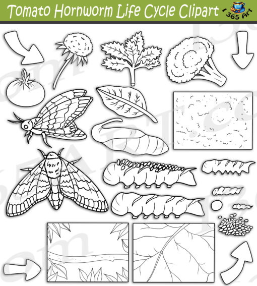 Tomato Hornworm Life Cycle Clipart