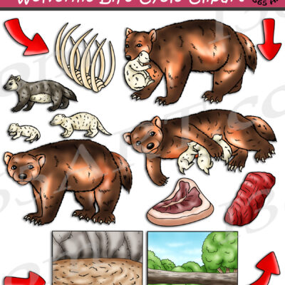 Wolverine Life Cycle Clipart