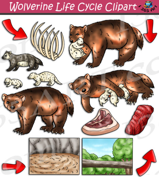 Wolverine Life Cycle Clipart