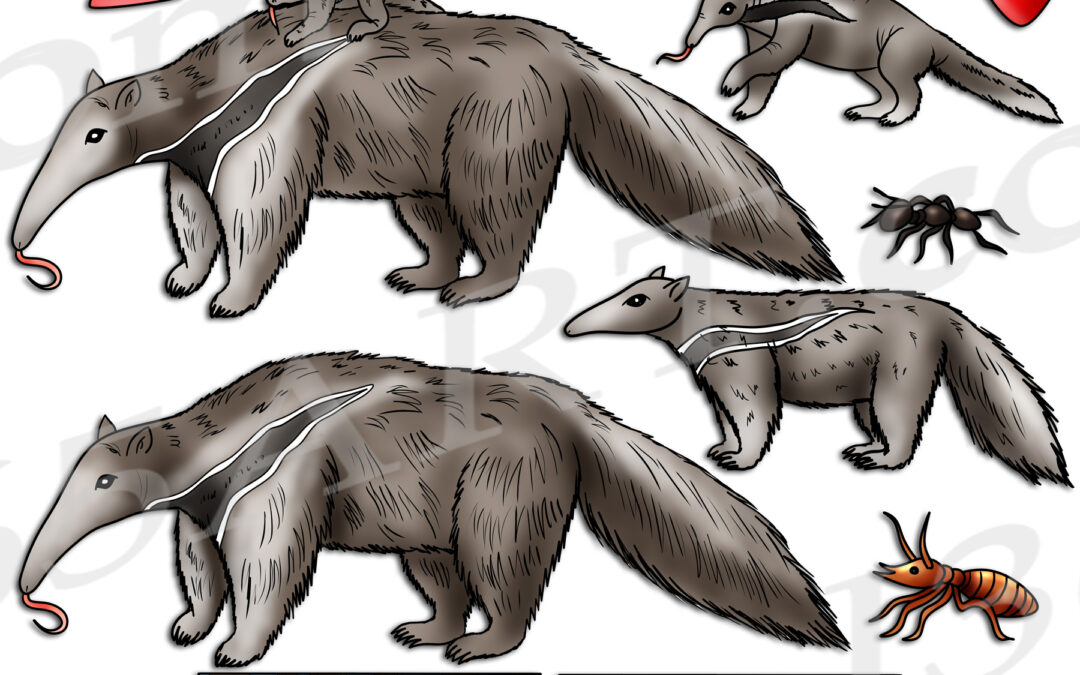 Anteater Life Cycle Clipart Set Download