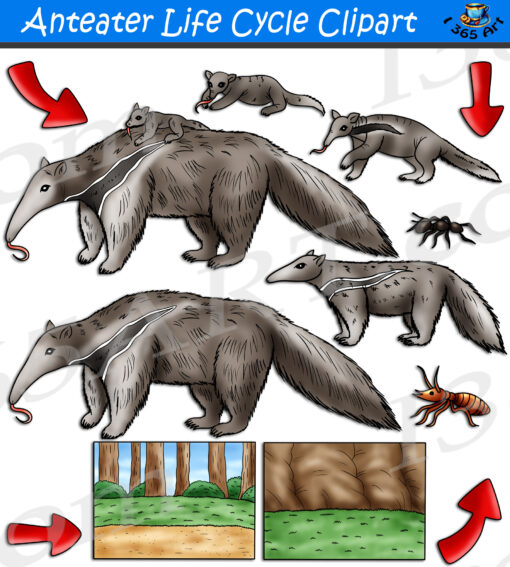 Anteater Life Cycle Clipart