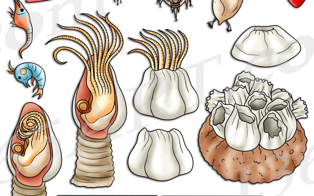 Barnacle Life Cycle Clipart Set Download