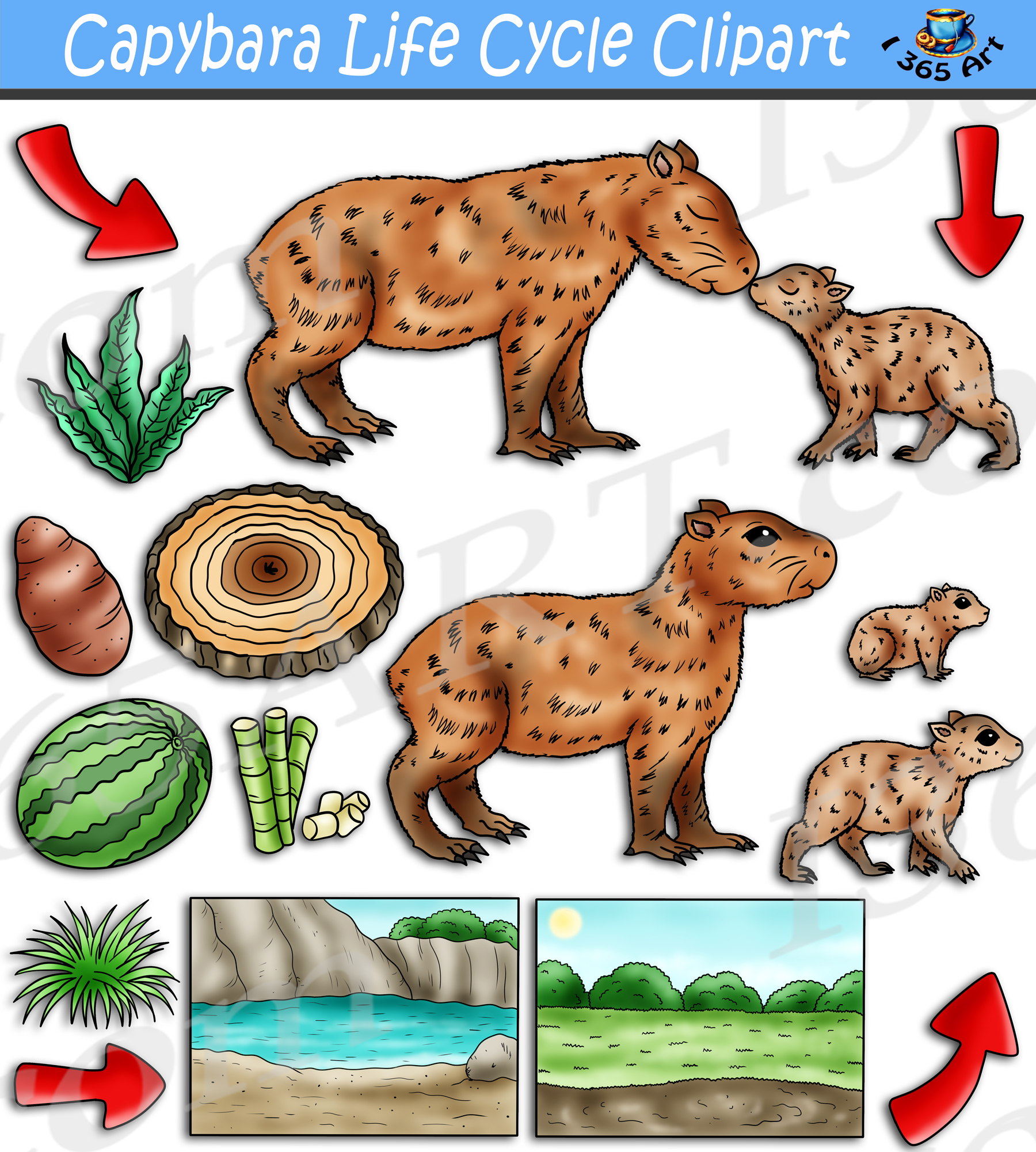 Capybara Life Cycle Clipart Set Download - Clipart 4 School