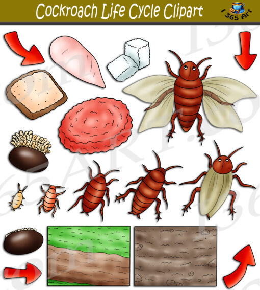 Cockroach Life Cycle Clipart