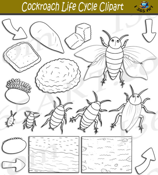 Cockroach Life Cycle Clipart