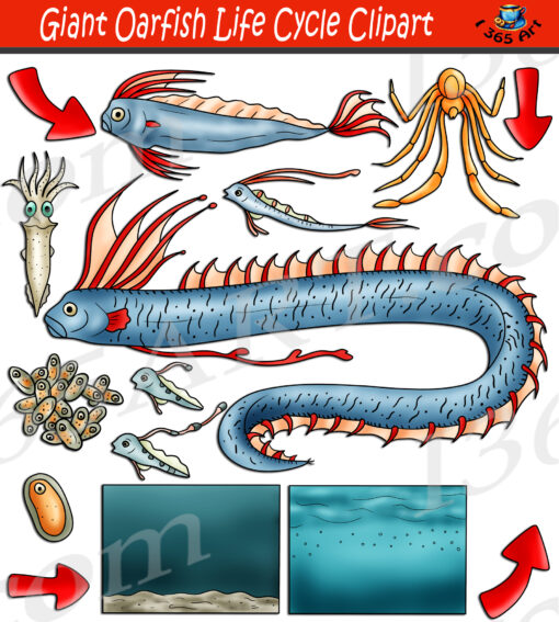 Giant Oarfish Life Cycle Clipart