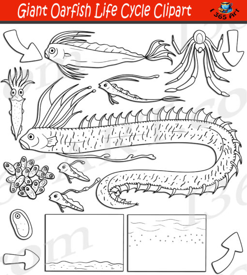 Giant Oarfish Life Cycle Clipart