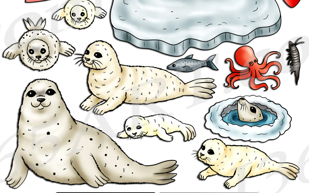 Harp Seal Life Cycle Clipart Set Download