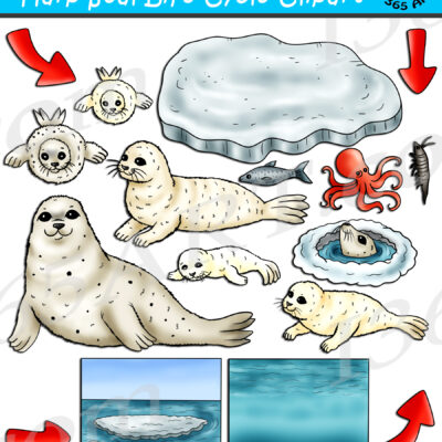 Harp Seal Life Cycle Clipart