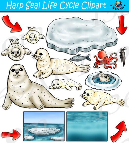 Harp Seal Life Cycle Clipart