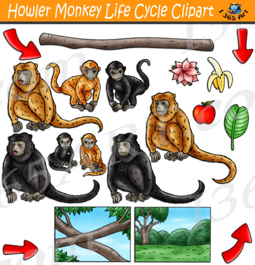 Howler Monkey Life Cycle Clipart