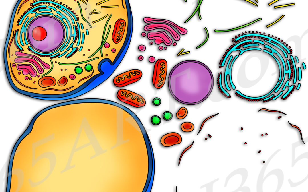 Human Cell Structure Clipart Set Download