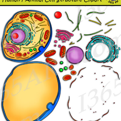 Human Cell Types Clipart