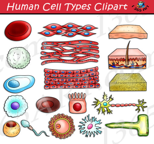 Human Cell Types Clipart